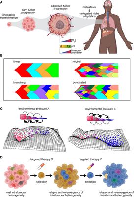 Functionalized Lineage Tracing Can Enable the Development of Homogenization-Based Therapeutic Strategies in Cancer